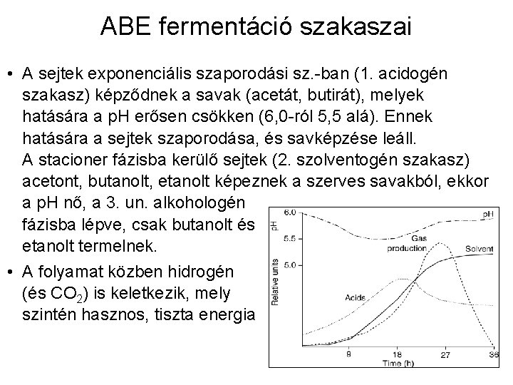 ABE fermentáció szakaszai • A sejtek exponenciális szaporodási sz. -ban (1. acidogén szakasz) képződnek