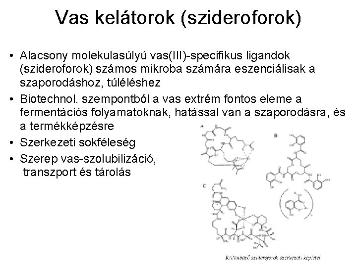 Vas kelátorok (szideroforok) • Alacsony molekulasúlyú vas(III)-specifikus ligandok (szideroforok) számos mikroba számára eszenciálisak a