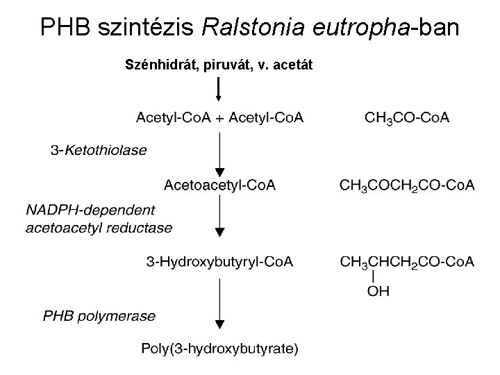 PHB szintézis Ralstonia eutropha-ban Szénhidrát, piruvát, v. acetát 