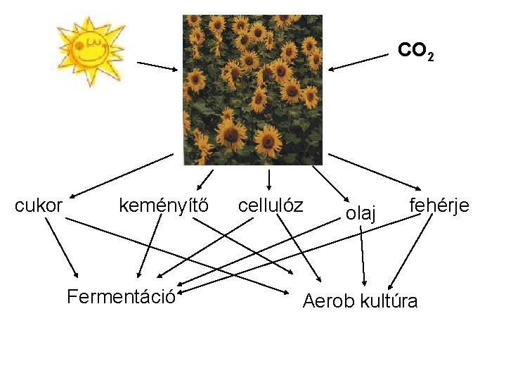 CO 2 cukor keményítő Fermentáció cellulóz olaj fehérje Aerob kultúra 