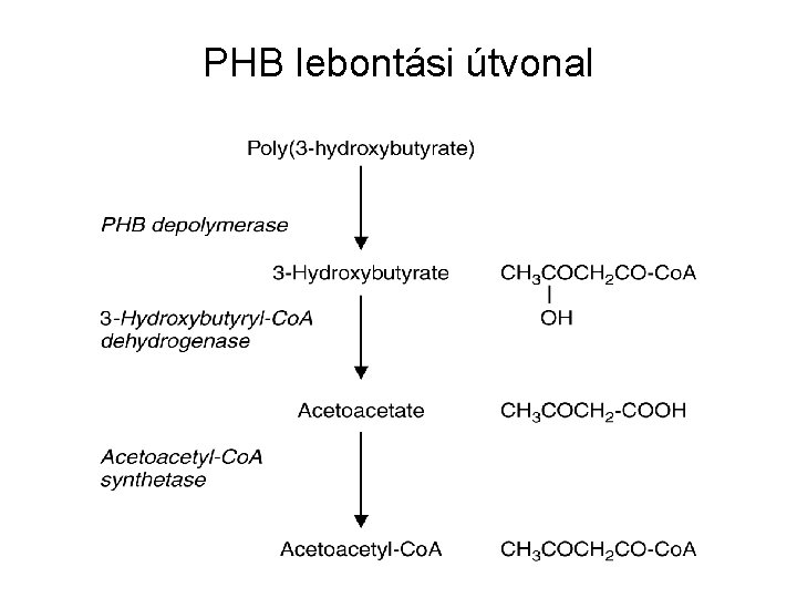 PHB lebontási útvonal 