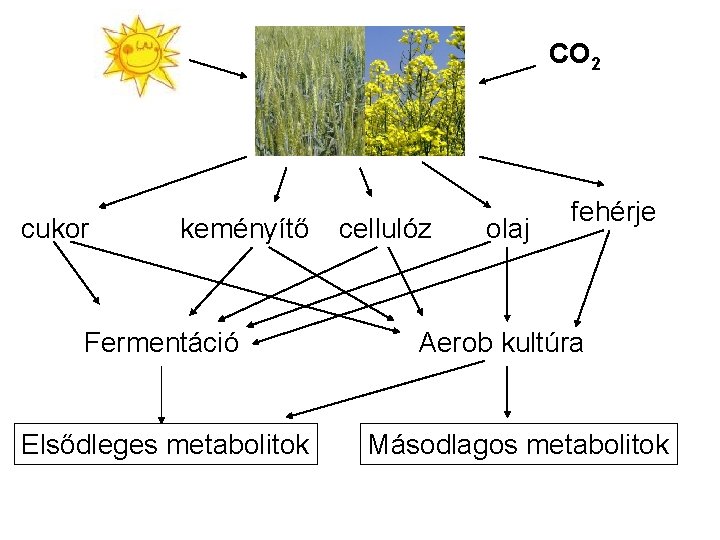 CO 2 cukor keményítő Fermentáció Elsődleges metabolitok cellulóz olaj fehérje Aerob kultúra Másodlagos metabolitok