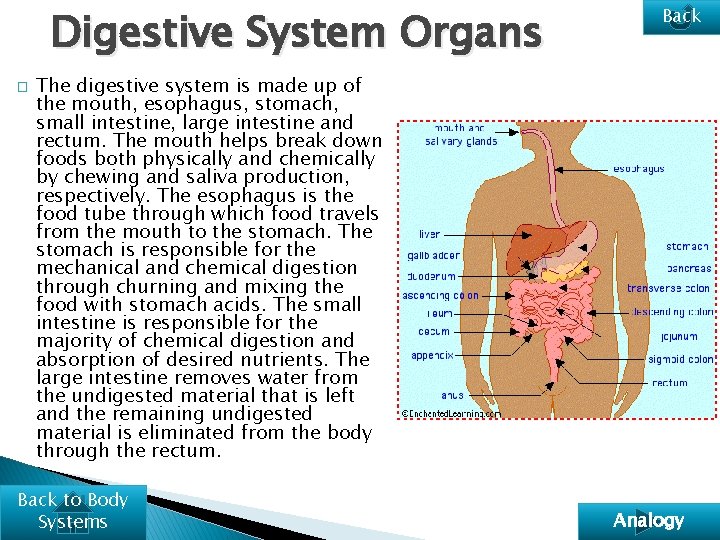 Digestive System Organs � Back The digestive system is made up of the mouth,