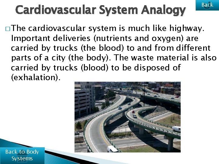 Cardiovascular System Analogy � The Back cardiovascular system is much like highway. Important deliveries