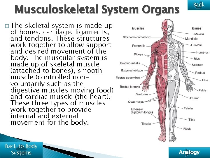 Musculoskeletal System Organs Back � The skeletal system is made up of bones, cartilage,