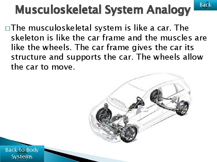 Musculoskeletal System Analogy � The Back musculoskeletal system is like a car. The skeleton