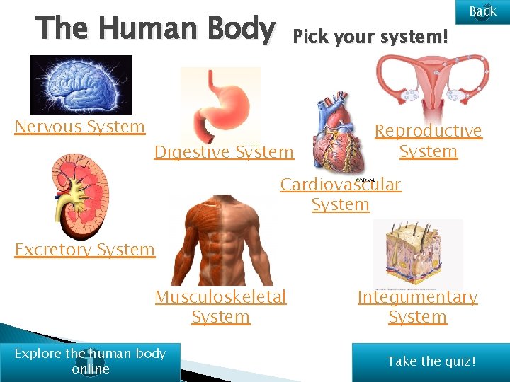 Back The Human Body Nervous System Pick your system! Digestive System Reproductive System Cardiovascular