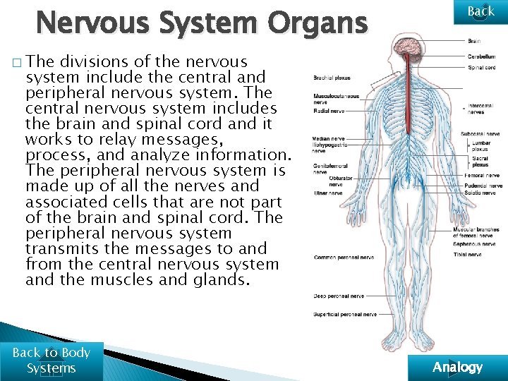 Nervous System Organs Back � The divisions of the nervous system include the central