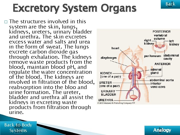 Excretory System Organs � Back The structures involved in this system are the skin,