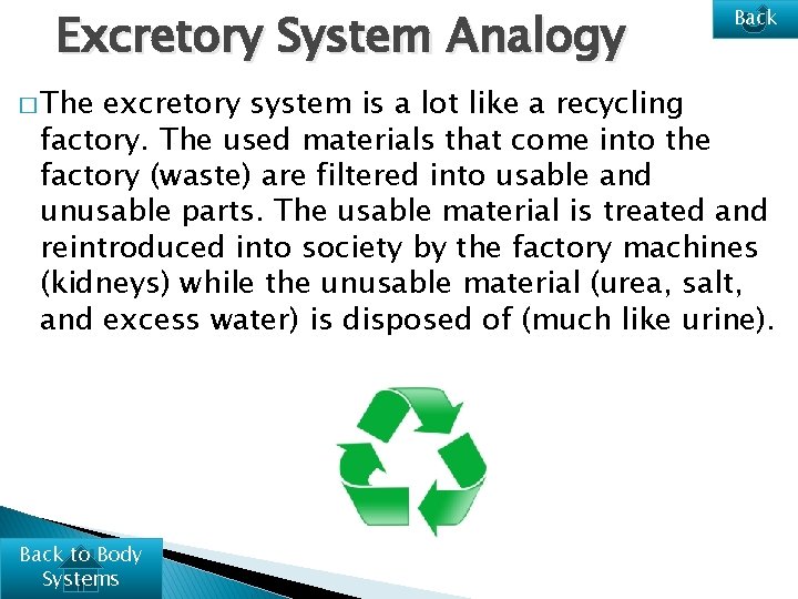 Excretory System Analogy � The Back excretory system is a lot like a recycling