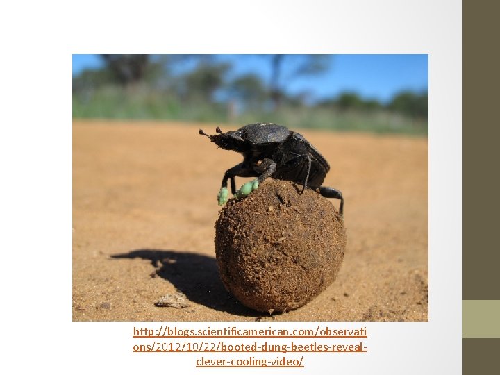 http: //blogs. scientificamerican. com/observati ons/2012/10/22/booted-dung-beetles-revealclever-cooling-video/ 