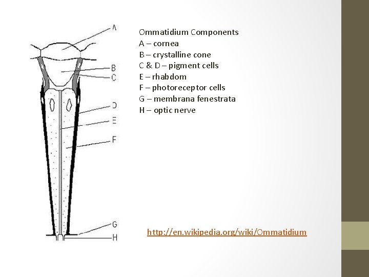 Ommatidium Components A – cornea B – crystalline cone C & D – pigment