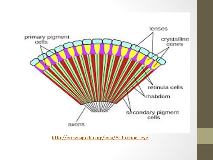 http: //en. wikipedia. org/wiki/Arthropod_eye 