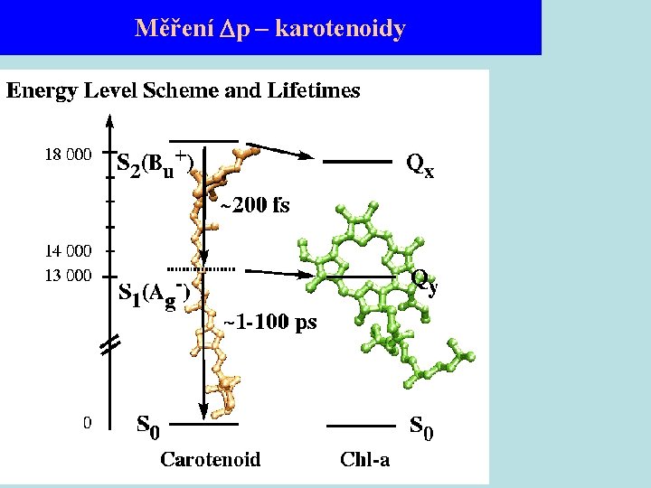 Měření p – karotenoidy 