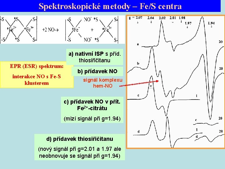 Spektroskopické metody – Fe/S centra EPR (ESR) spektrum: interakce NO s Fe-S klusterem a)