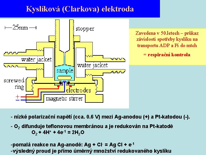 Kyslíková (Clarkova) elektroda Zavedena v 50. letech – průkaz závislosti spotřeby kyslíku na transportu