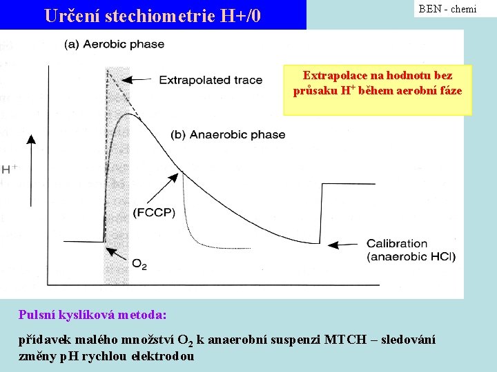 Určení stechiometrie H+/0 BEN - chemi Extrapolace na hodnotu bez průsaku H+ během aerobní
