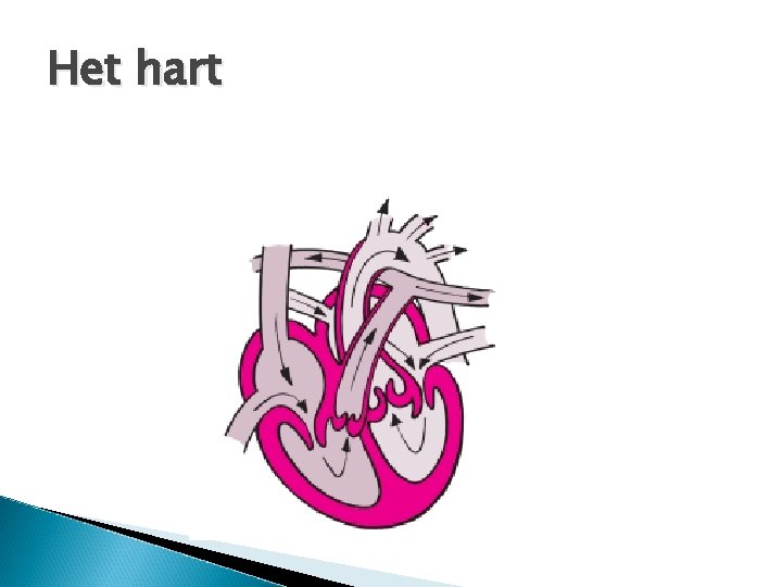 Het hart 