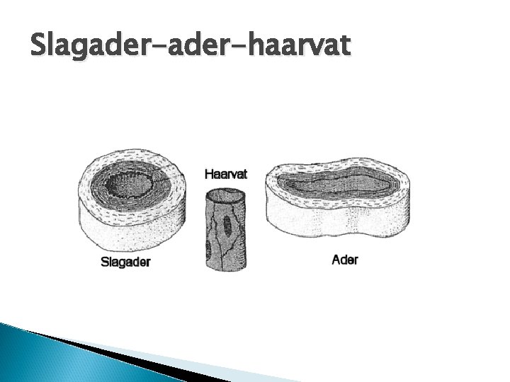 Slagader-haarvat 