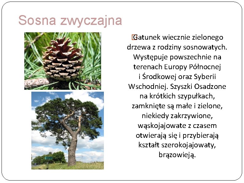 Sosna zwyczajna � Gatunek wiecznie zielonego drzewa z rodziny sosnowatych. Występuje powszechnie na terenach