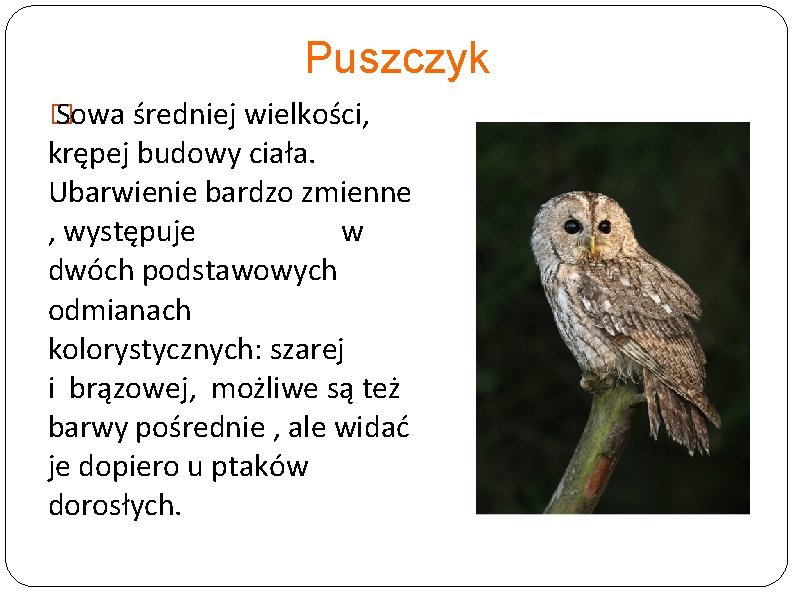 Puszczyk � Sowa średniej wielkości, krępej budowy ciała. Ubarwienie bardzo zmienne , występuje w