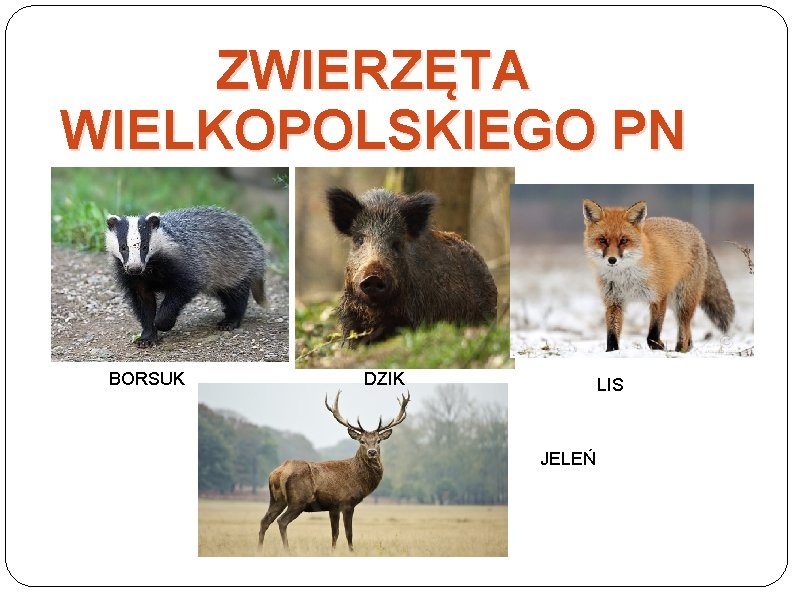 ZWIERZĘTA WIELKOPOLSKIEGO PN BORSUK DZIK LIS JELEŃ 