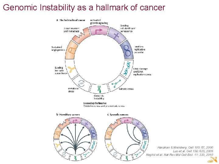 Genomic Instability as a hallmark of cancer Hanahan & Weinberg. Cell 100: 57, 2000