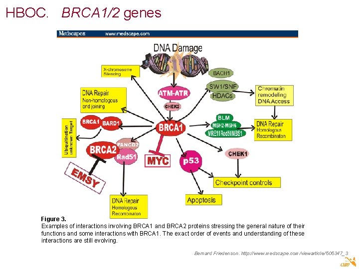 HBOC. BRCA 1/2 genes Figure 3. Examples of interactions involving BRCA 1 and BRCA