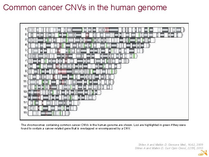 Common cancer CNVs in the human genome The chromosomes containing common cancer CNVs in