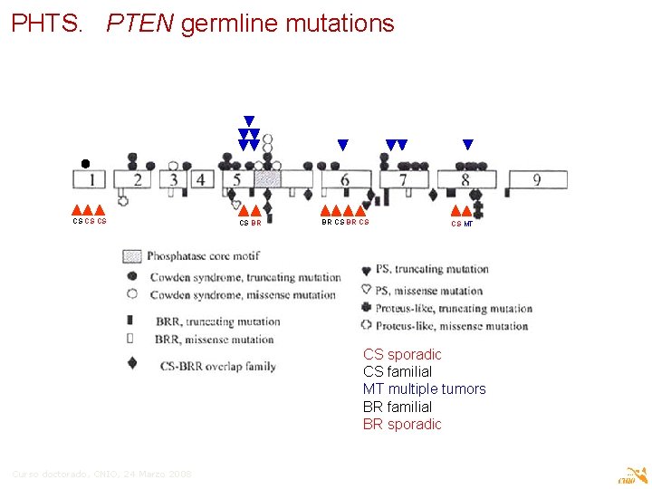 PHTS. PTEN germline mutations CS CS BR BR CS CS MT CS sporadic CS