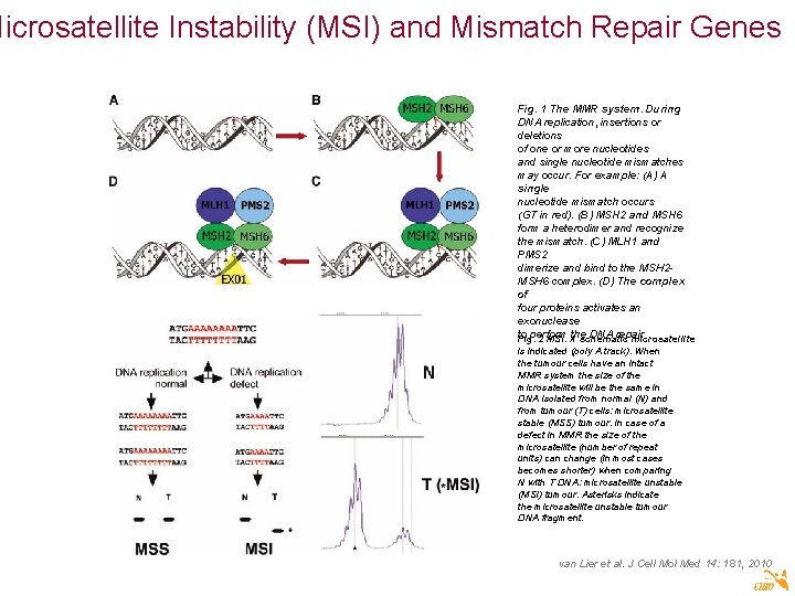 Microsatellite Instability (MSI) and Mismatch Repair Genes Fig. 1 The MMR system. During DNA