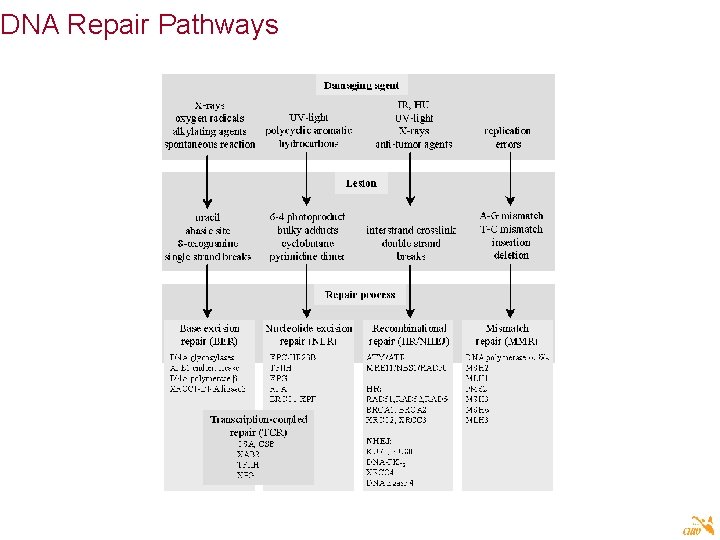 DNA Repair Pathways 