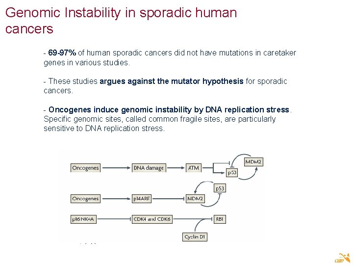 Genomic Instability in sporadic human cancers - 69 -97% of human sporadic cancers did