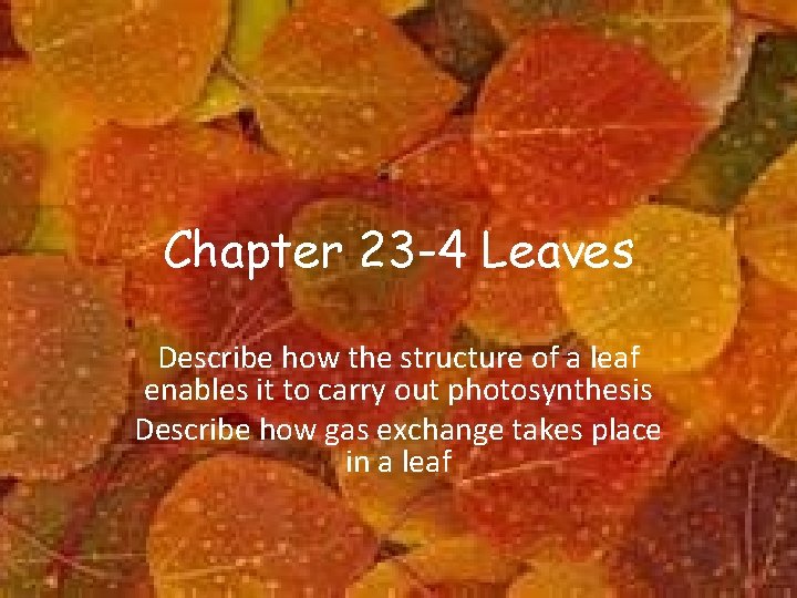 Chapter 23 -4 Leaves Describe how the structure of a leaf enables it to