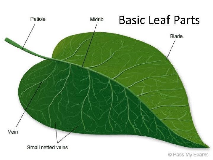 Basic Leaf Parts 