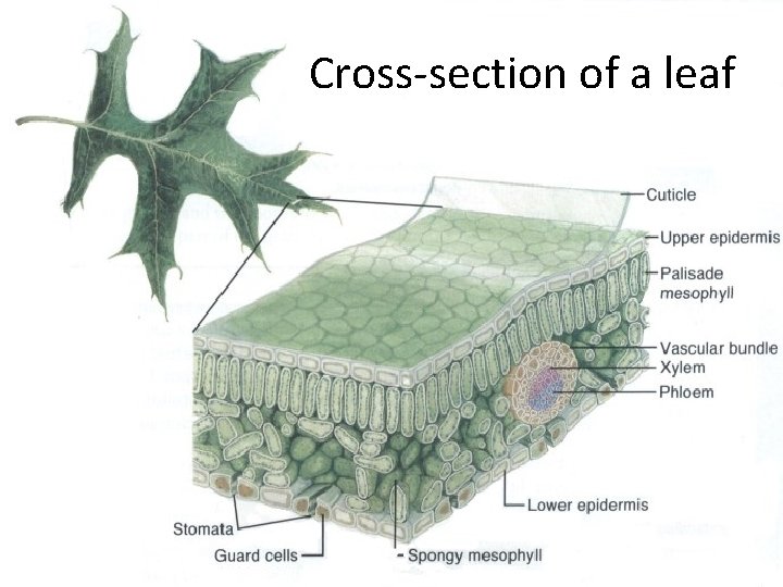 Cross-section of a leaf 