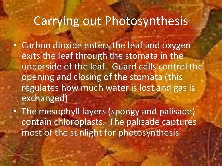 Carrying out Photosynthesis • Carbon dioxide enters the leaf and oxygen exits the leaf