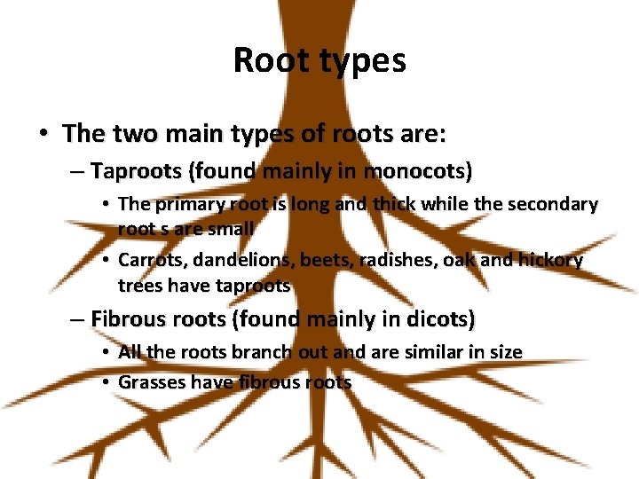 Root types • The two main types of roots are: – Taproots (found mainly