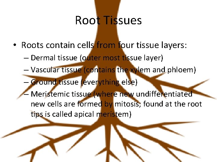 Root Tissues • Roots contain cells from four tissue layers: – Dermal tissue (outer