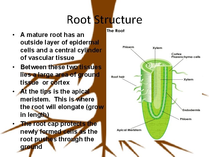 Root Structure • A mature root has an outside layer of epidermal cells and