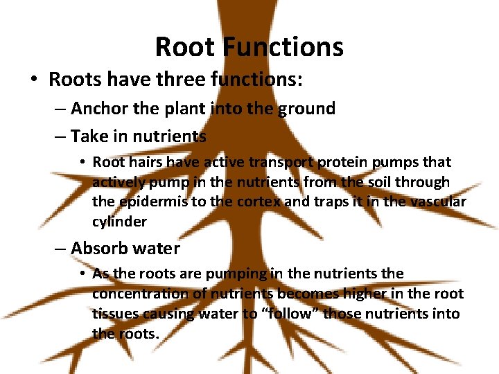 Root Functions • Roots have three functions: – Anchor the plant into the ground