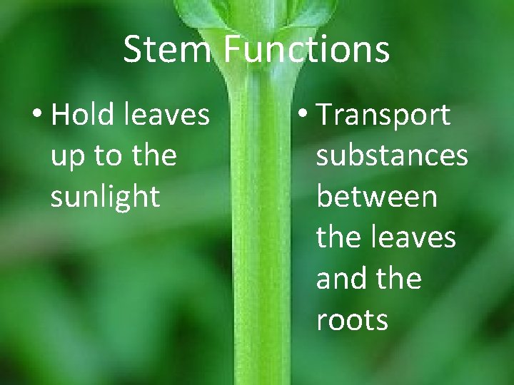 Stem Functions • Hold leaves up to the sunlight • Transport substances between the