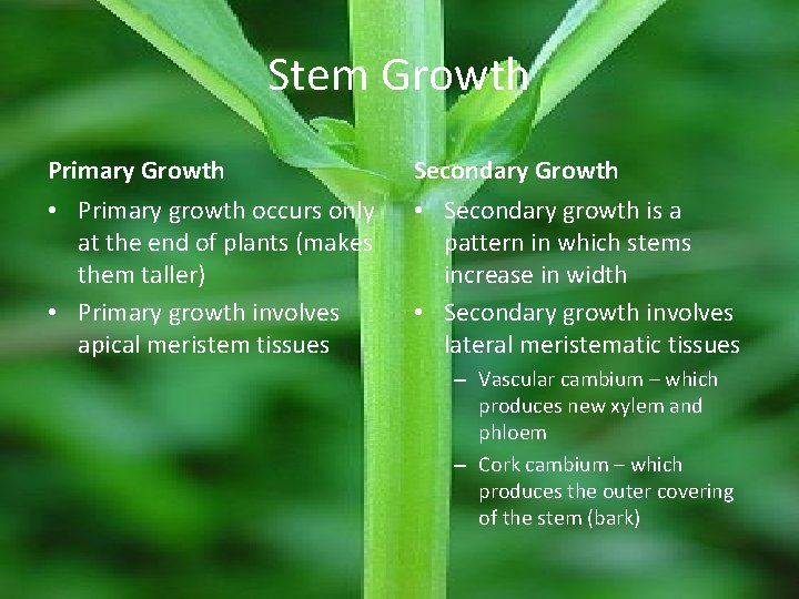 Stem Growth Primary Growth Secondary Growth • Primary growth occurs only at the end