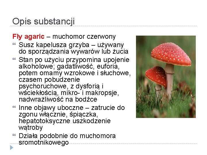 Opis substancji Fly agaric – muchomor czerwony Susz kapelusza grzyba – używany do sporządzania