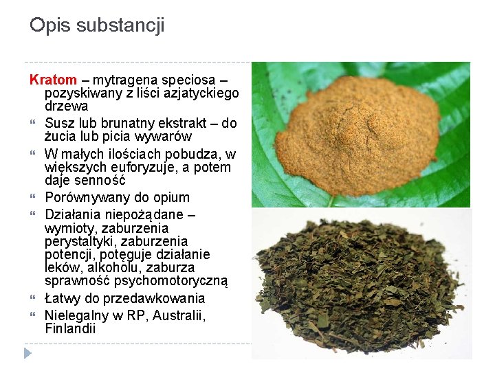 Opis substancji Kratom – mytragena speciosa – pozyskiwany z liści azjatyckiego drzewa Susz lub