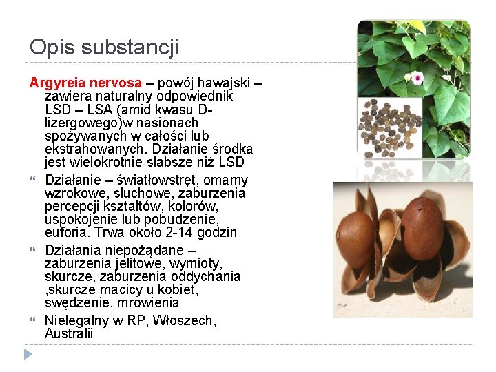 Opis substancji Argyreia nervosa – powój hawajski – zawiera naturalny odpowiednik LSD – LSA