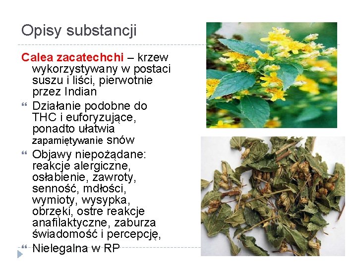 Opisy substancji Calea zacatechchi – krzew wykorzystywany w postaci suszu i liści, pierwotnie przez
