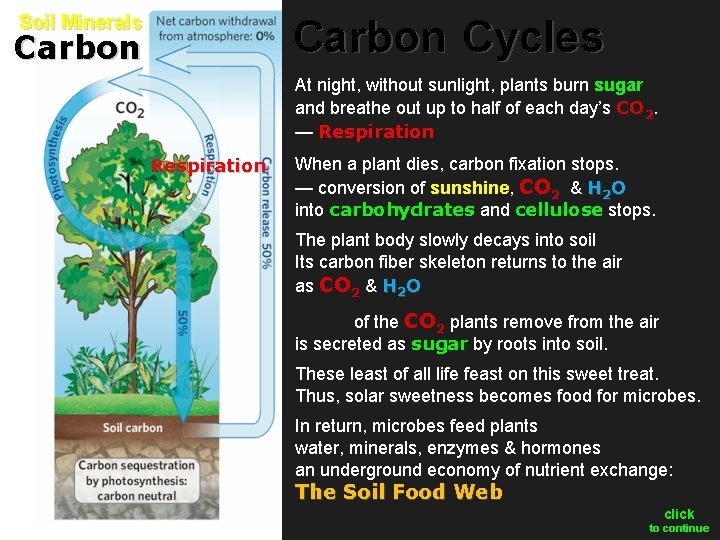 Soil Minerals Carbon Cycles Carbon At night, without sunlight, plants burn sugar and breathe