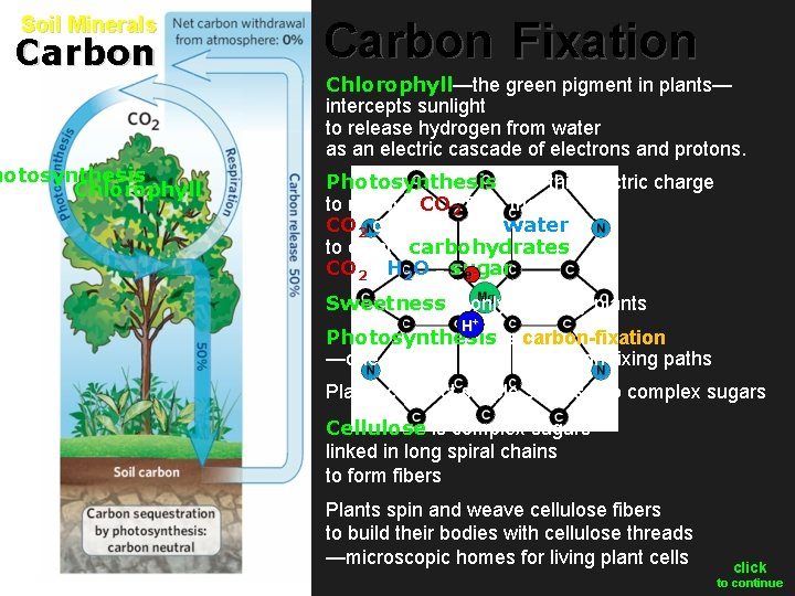 Soil Minerals Carbon hotosynthesis Chlorophyll Carbon Fixation Chlorophyll—the green pigment in plants— intercepts sunlight