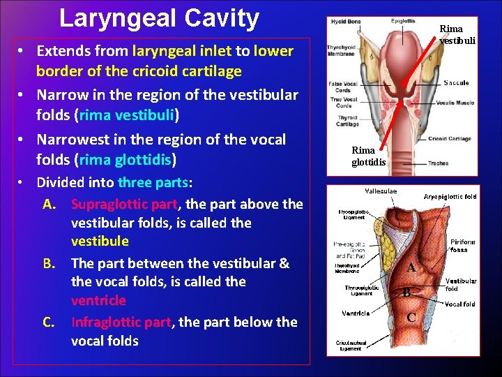 Laryngeal Cavity • Extends from laryngeal inlet to lower border of the cricoid cartilage